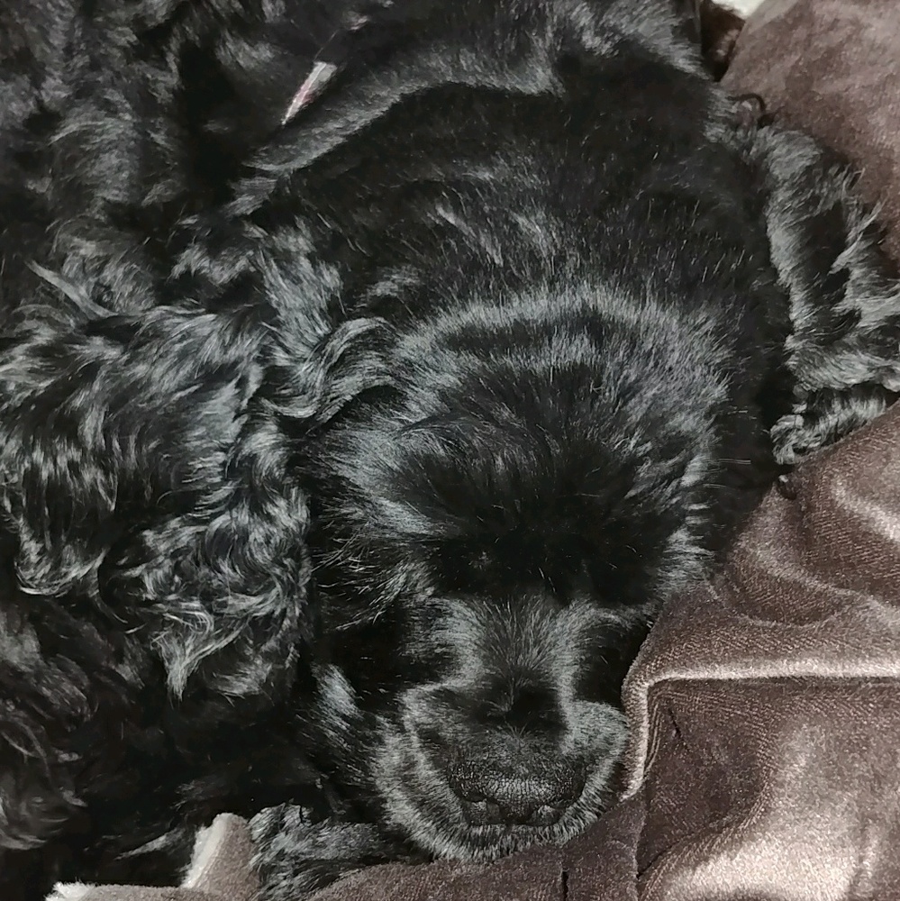 Meet your Posher, Pam